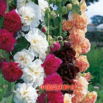 (Potted Sunflower Seeds) Perennial Outdoor Indoor Easy-to-Live Four Seasons Sowing Flower Species