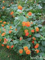 Wild five-color flower Ruyi flower Lantana thorn Su red color flower can be Fa Shunfeng
