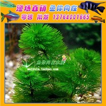 Pine-tailed green Chrysanthemum Water leaf fish tank aquarium aquarium landscaping water grass green chrysanthemum entry-level water grass
