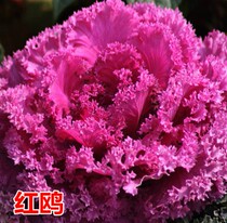 Red gull white gull wrinkled leaf kale seed peony seed ornamental fruit and vegetable seed flower seed flower seed A
