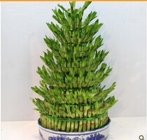 Shanghai Flower Bonsai Shop Shanghai Flower Shop 8-story Fugui Bamboo Pagoda Shanghai Flower Express Flower Bonsai Shop