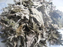 Xiangyi Wormwood Wormwood Wormwood Wormwood Wormwood Wormwood Wormwood