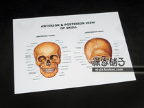Human Skull frontal Anatomy Skull Anatomy-1 English version clinic poster decorative painting