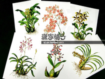 (Flower Set-3) Realistic hand-painted illustration plant flower map poster painting core decorative painting