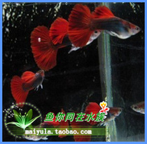 Brazilian red fan Guppy Brazilian red-tailed Guppy tropical fish ornamental fish live boutique tail