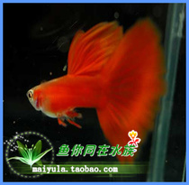 American all red guppy fish all red and white fine tail tropical fish ornamental fish live matching bag live