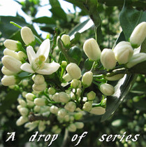 Fresh tangerine flower flowers with flowers every year at the beginning of 4 year extract Orange Blossom Pure Dew Aromatherapy Floral Material Raw Material Special