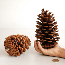 A Ying oversized pinecone decorations Fresh pinta dried flowers ornaments Christmas kindergarten props handmade diy materials