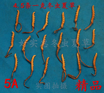 Qinghai Yushu Tibet Naqu cordyceps Sinensis 4 5 5 6 root grams super cost-effective 3 grams