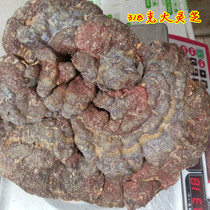 Shennongjia Wild Red Ganoderma Lucidum Red Ganoderma Lucidum flat cover Ganoderma Lucidum A 198g super large Ganoderma Lucidum Extra large Wild Lingzhi