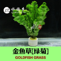 Green ju shui grass Matsuo Chrysanthemum Water Leaves background Snapdragon oxygen plant grass cylinder negative background grass