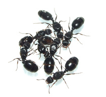 Pet ants Grass paving ants After 20 1000 road house ants large colonies are good to raise and breed quickly