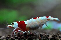 Crystal Shrimp Red and White Pure Blood Shrimp Ball Tiger Tooth Crystal Shrimp Red and White Ornamental Shrimp Pet Shrimp Live Rice Shrimp