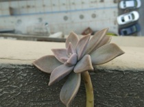 Taiwan succulent Taiwan stone lotus is edible