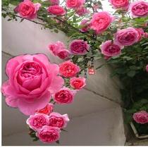 Oyue Elodi Gosuan rose flower seedling vine garden balcony potted climbing vine fragrant season flowering