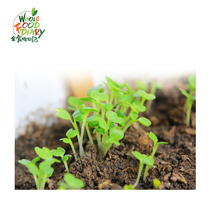 Whole food diary chicken feather vegetable seed DIY sprouts vitamin Mei soup 100g buy 4 get 1