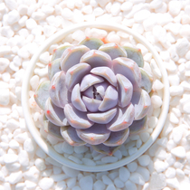 Snow rabbit moon shadow genuine high quality succulent plant combination potted expensive goods Special