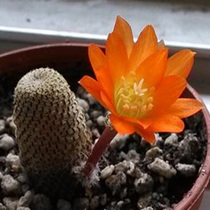 Cactus Ball Orange Bao Shangou Baoshan belongs to self-rooted multi-head Spring Pill 2-3cm anti-radiation absorption of formaldehyde potted plants