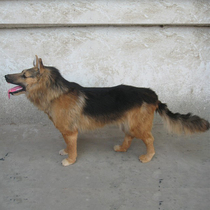 Large simulation dog Wolf Dog squat dog black dog can be customized leather hand-made height simulation props