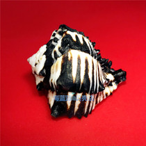 Natural conch shell 9CM dark spot horse bone snail Aquarium home floor landscaping creative ornaments collection specimens