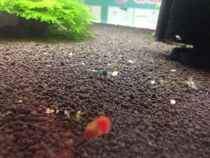 Crystal Shrimp Black and White Wife Tool Shrimp Pet Shrimp Ornamental Shrimp Live Rice Shrimp Crazy Crystal Shrimp