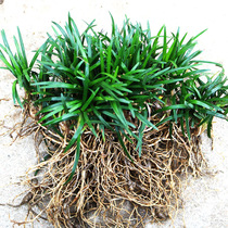 Japanese dwarf wheat winter grass Garden plants four seasons evergreen courtyard Villa green lawn Cold-resistant trampling jade dragon grass