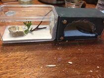 Falling Snow-Ant Pavilion ‖ American Ant Nest ‖ Small Fireplace Museum Glass Arrives Recently