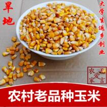Farmhouse old corn drink soy milk special corn corn cob big corn grain poultry feed old varieties