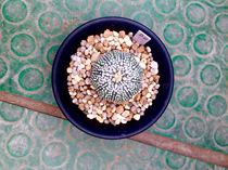 Real miracle starfish in the pocket