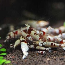 Pure blood red and white crystal shrimp thick white crystal shrimp tiger tooth meatball white maggot pure blood black and white crystal shrimp crystal shrimp living body