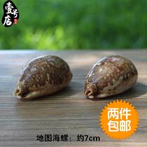 Natural Map Snail Kid Toy Safety Unzagate Home Creative Ornament Travel Gift Children Play