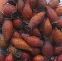 Chinese herbal medicine Chinese herbal medicine Jinyingzi