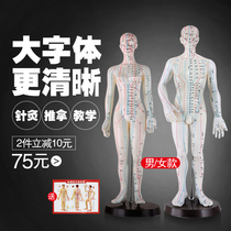 Medical human Meridian acupoint teaching bronze model human high-definition massage human model acupuncture male and female small person body