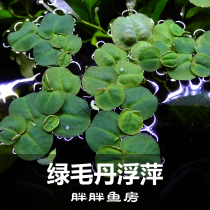 Fish tank breeding spot Green Multan Duckweed Floating water Grass Crystal Shrimp Vat in addition to NO3 Scape Watergrass Pans