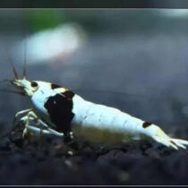 Pure black and white crystal shrimp white maggot crystal shrimp live ornamental shrimp black crystal shrimp pet shrimp