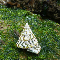 Natural Super Conch Shell Coral Starfish Tank Landscape Ornament Horseshoe Screws Ocean Collection Specimen