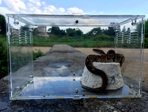 Reptile box Large resin fire rose spider Corn snake Lizard Licking basin Drinking basin Food plate Water plate Bath basin