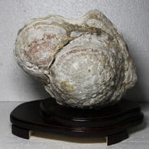 Kiss stone original stone ornamental stone ornamental rock magma accumulation shape agate stone volcanic stone egg conjoined ball