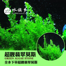 Aquarium Township] Jade moss landscape water grass foreground shrimp tank grass tank landscape underwater moss super beautiful