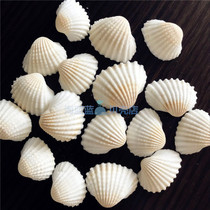 Natural conch shell snow shell 2 5-4CM aquarium micro-landscape landscape shooting props Wind chimes accessories 10 pieces
