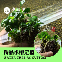 Aquarium Township] Fine volcanic stone planting mini water Banyan exclusive DIY limited landscape water Banyan Water Grass