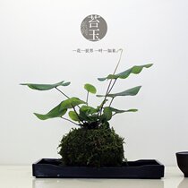 Creative moss micro-landscape plant potted indoor Zen green plant bonsai moss ball moss jade potted plant