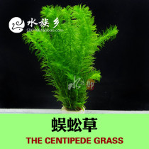 Aquarium Township] Aquarium aquarium aquarium aquarium landscape aquarium aquatic plants aquatic aquatic plants afterview real aquatic plants centipede grass