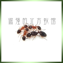 Pet ants Non-workshop can breed queen colony Small parasitic ants 1 after 20 workers North ant museum