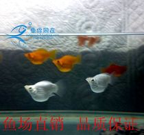 Mary fish black and white golden Mary ornamental live fish small viviparous fish Peacock bag live fish farm direct sales