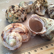 Light green salamander snail Natural roll shellfish Hermit crab starfish shell conch fish tank landscaping about 3-5 cm