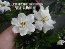 Gardenia flower Gardenias flower potted Gardenias flowers and flowers aromas with intense aromas of the four seasons evergreen