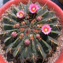 Real cactus ball Chicheng will blossom and prevent radiation absorption of formaldehyde flower office green plant life long life