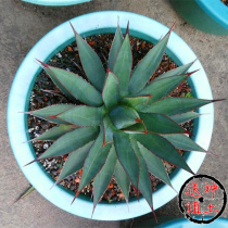 (Flower Expo_Arizona) succulent plant Agave family Taki Thunder Dragon Thunder Mini Office