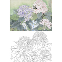 Meticulous painting drawing drawing drawing printing Zhang Ke Hydrangea flowers and birds 66*88 with color picture 490t